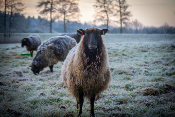 some  black sheep standing on frosty meadow looking at camera