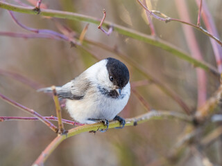 Cute bird the willow tit, song bird sitting on a branch without leaves in the winter.