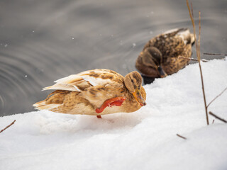 Yellow colored Mallard female Duck on the white snow background. Animal polymorphism