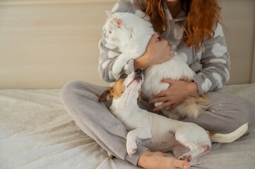 Caucasian woman holding a white fluffy cat and Jack Russell Terrier dog while sitting on the bed. The red-haired girl hugs with pets.