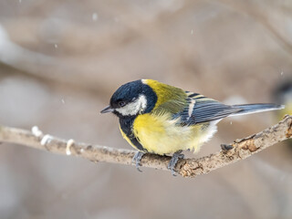 Cute bird Great tit, songbird sitting on a branch without leaves in the autumn or winter.