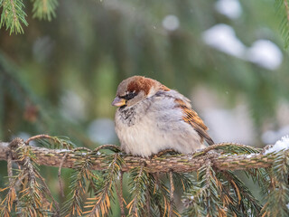 Sparrow sits on a fir branch in the sunset light.