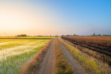 Panorama of rice fields in the evening.