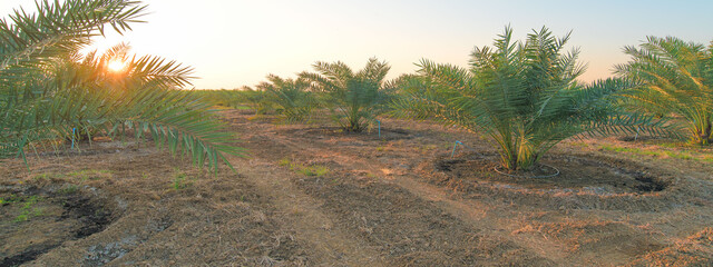 Panorama with plantation of date palms. The date palm garden is ready to be harvested.