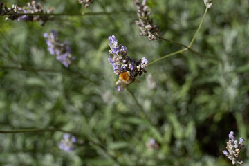 butterfly on a flower