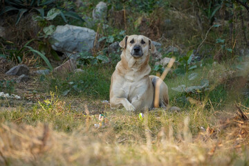 Alone dog sitting happily street of dog images