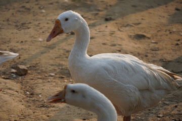 Obraz premium Beautiful image of Indian Swan images