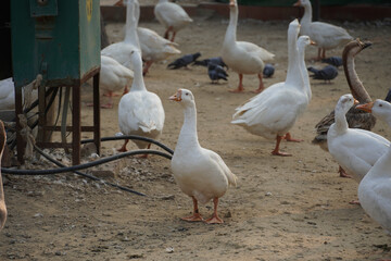 Indian Swan images Beautiful image