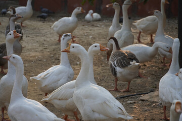 Indian Swans in park images Beautiful image