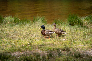 duck