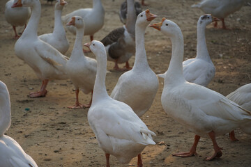 Indian Swans in park images Beautiful image