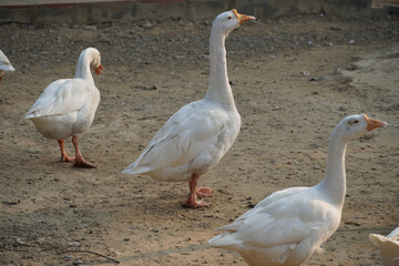 Indian Swans in park images Beautiful image