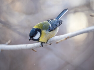 Cute bird Great tit, songbird sitting on a branch without leaves in the autumn or winter.