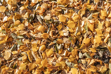 Beautiful texture of dry brown and yellow fall leaves is in the park