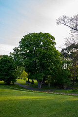 trees in the park