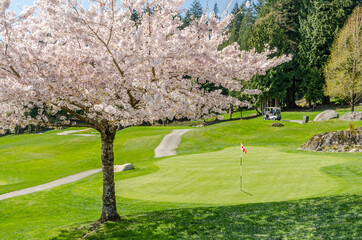 Golf course with gorgeous green and pond with spring blossom background.