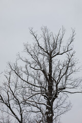 Silhouette of bare tree covered snow against sky