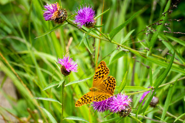 butterfly on a flower