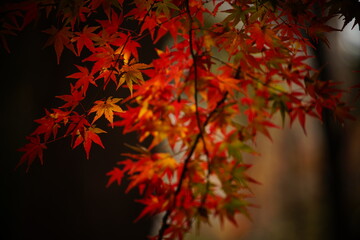 公園に咲く赤色やオレンジ色のもみじ

