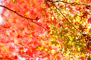 公園に咲く赤色やオレンジ色のもみじ
