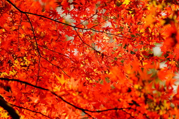 公園に咲く赤色やオレンジ色のもみじ
