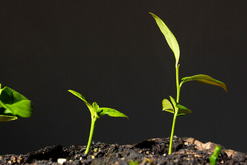 Green plant sprouts