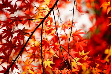 公園に咲く赤色やオレンジ色のもみじ
