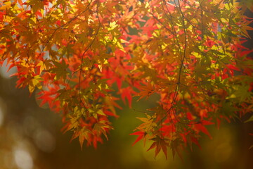 公園に咲く赤色やオレンジ色のもみじ

