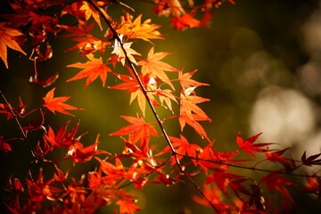 公園に咲く赤色やオレンジ色のもみじ
