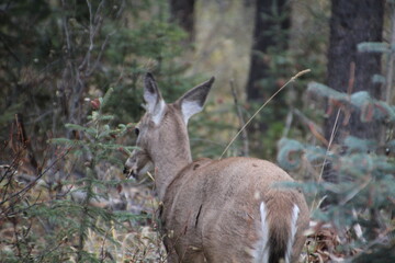 deer in the woods