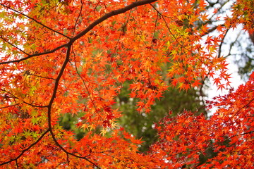 公園に咲く赤色やオレンジ色のもみじ
