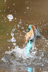 kingfisher in the pond