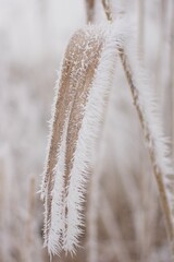 Pflanzen im Winterschlaf