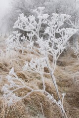Pflanzen im Winterschlaf