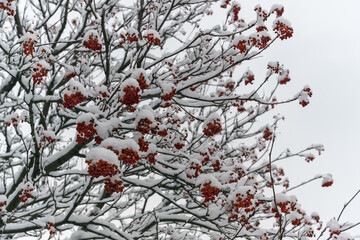 Rowan crown with bright red fruits covered with white fluffy snow. close-up. Winter mountain ash is a delicacy for wild birds. Abstract pattern of winter berries and snow flakes. Russia, Ural 