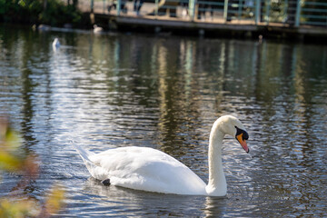 swans on the lake