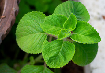 close up of mint