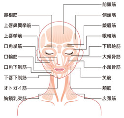 Fototapeta premium 顔の筋肉の仕組み 美容 医療
