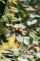 ladybird on a flower