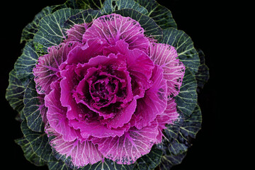 Close up of bright pink ornamental cabbage with green leaves, in front of a dark background that is moistened with water droplets, from above