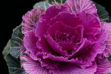 Close up of bright pink ornamental cabbage with green leaves, in front of a dark background that is...