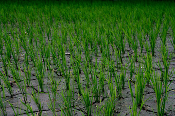 Drought in rice field