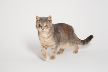 Funny fluffy grey cat of British breed with big yellow-green eyes on a white background: a place for text