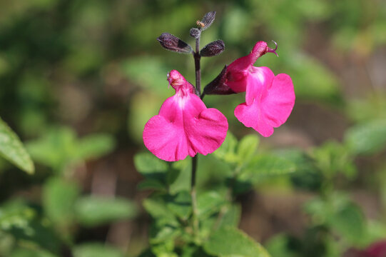 Myrten-Salbei - Pink Blush