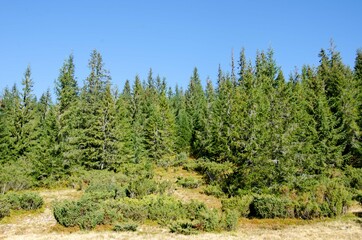 trees in the mountains