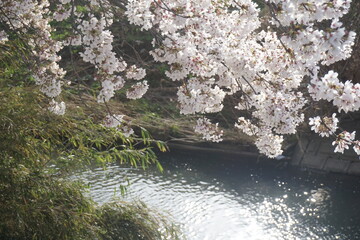 桜