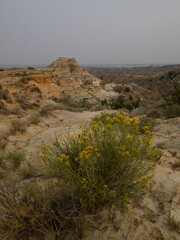 Flowering Rabbitbrush in Foreground with Orange and Yellow Mountains of Terry Badlands, Montana, in Background