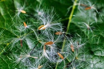 Dandelion seeds close-up on green leaf