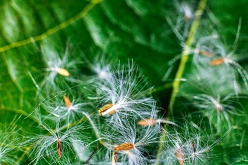 Dandelion seeds close-up on green leaf