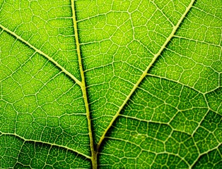 green leaf texture macro close up showing veins with glowing light